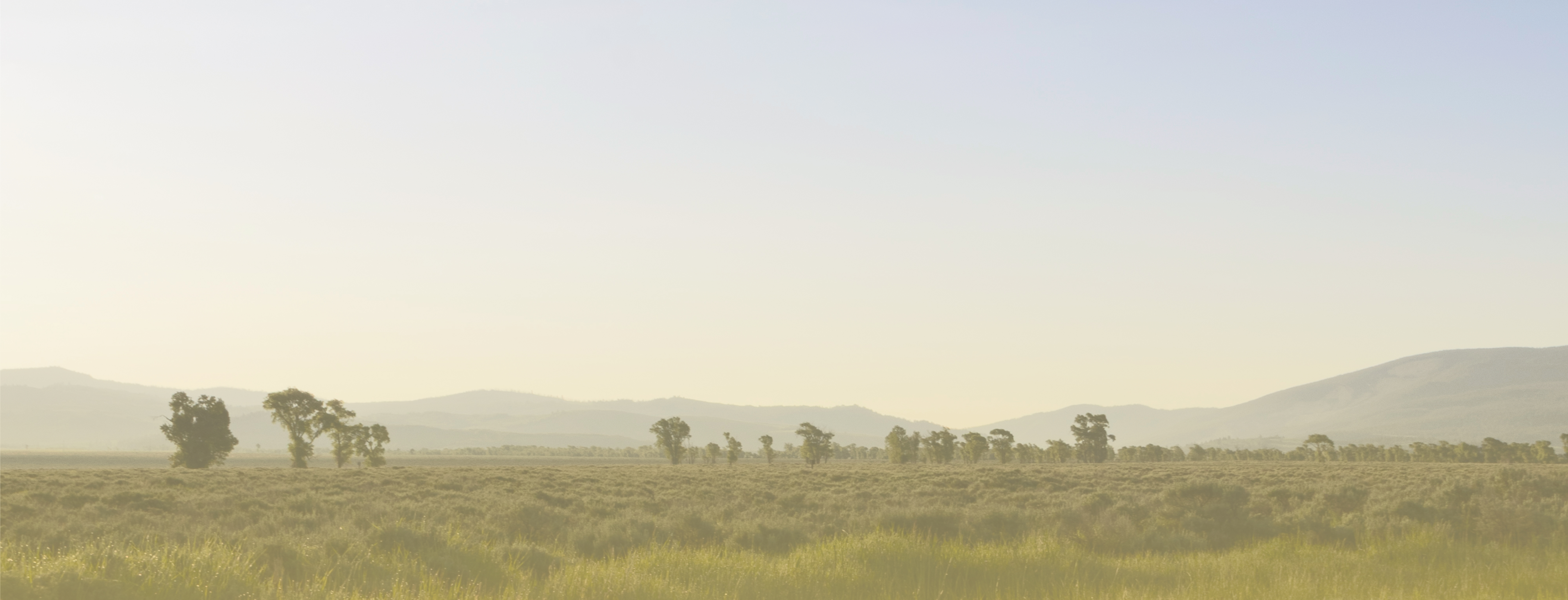 field of tall grass with green trees and rolling hillsin the distance with a clear blue sky