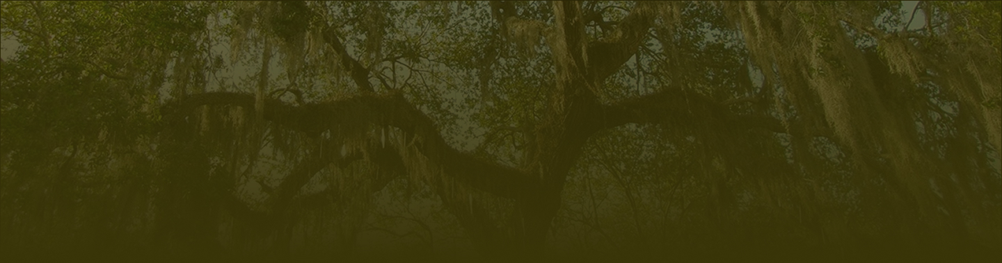 large tree with dark green overlay