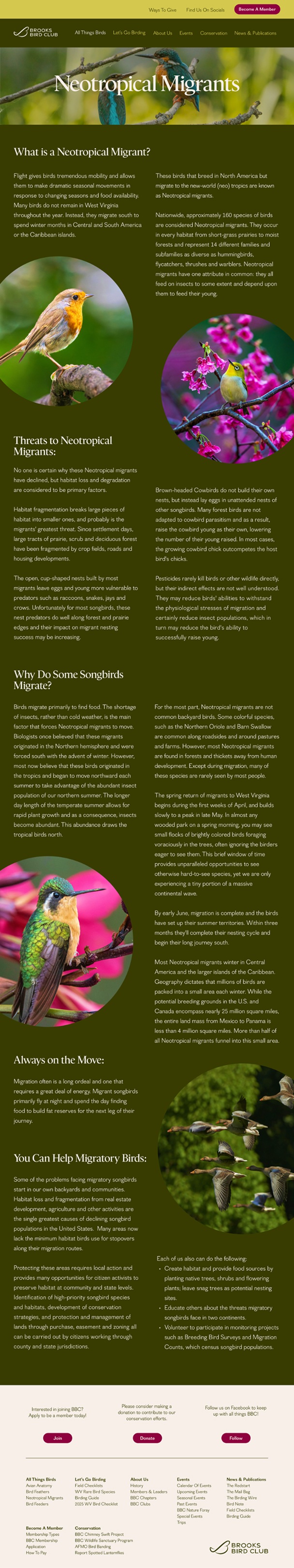 BBC Neotropical Migrants page design