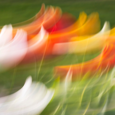 Abstract photo of colorful flowers