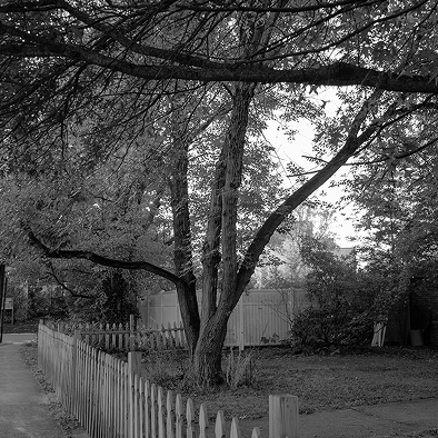 Black and white photo of a large tree in the front yard of a house