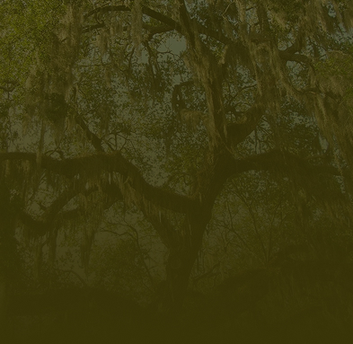 large tree with dark green overlay